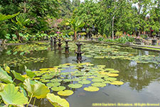 lotus pond